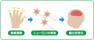 微細運動 ニューソンの増加 脳の活性化